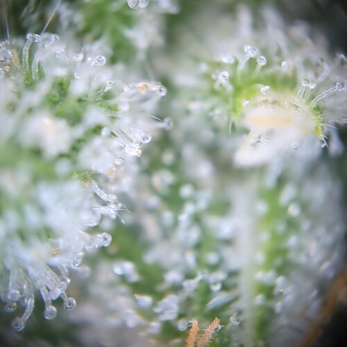 Growreport Bild 13