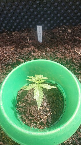 Growreport Bild 1