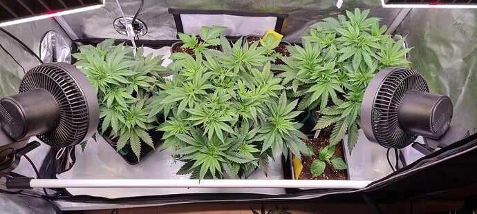 Growreport Bild 2