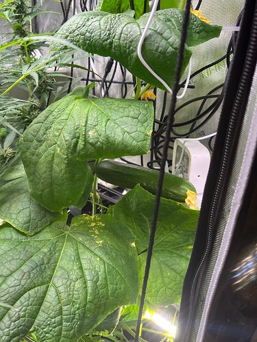 Growreport Bild 19