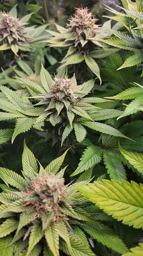 Nahaufnahme von Cannabis-Buds der Sorte Caramel in der Blütephase mit vielen Blättern.