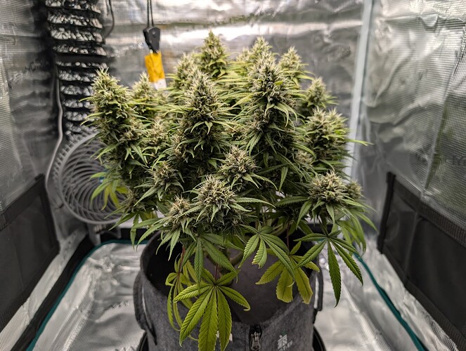 Growreport Bild 6