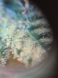Growreport Bild 4