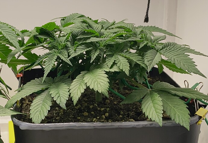 Growreport Bild 16