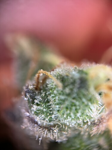 Growreport Bild 32