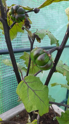 Growreport Bild 1