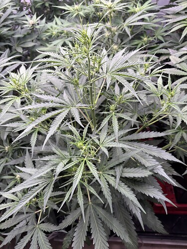 Growreport Bild 32