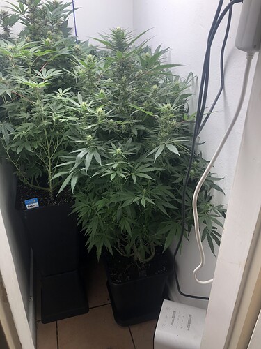 Growreport Bild 2