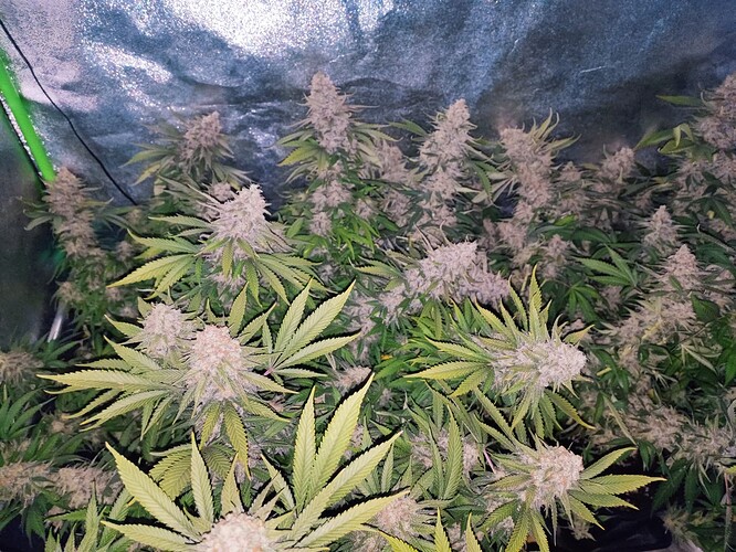 Growreport Bild 36