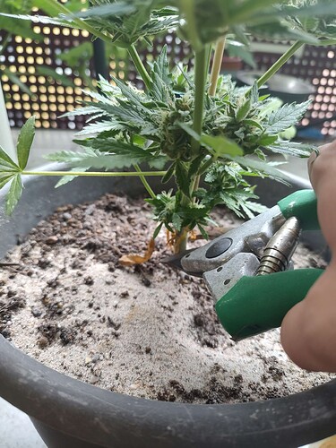 Growreport Bild 6