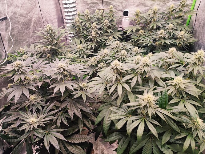 Growreport Bild 15
