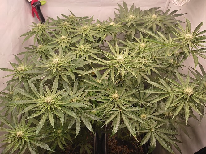 Growreport Bild 2