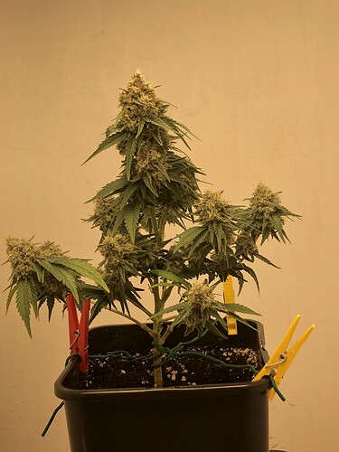 Growreport Bild 20