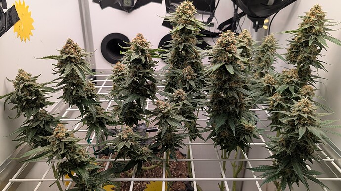 Growreport Bild 1