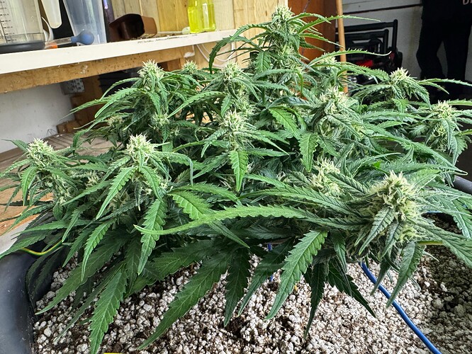 Growreport Bild 9