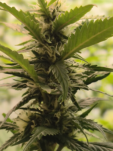 Growreport Bild 3