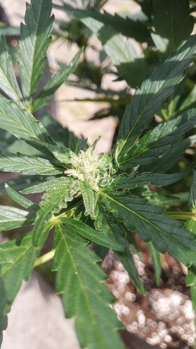 Growreport Bild 11