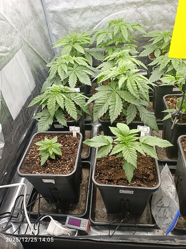 Growreport Bild 4