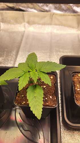Growreport Bild 8