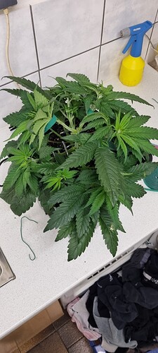 Growreport Bild 5