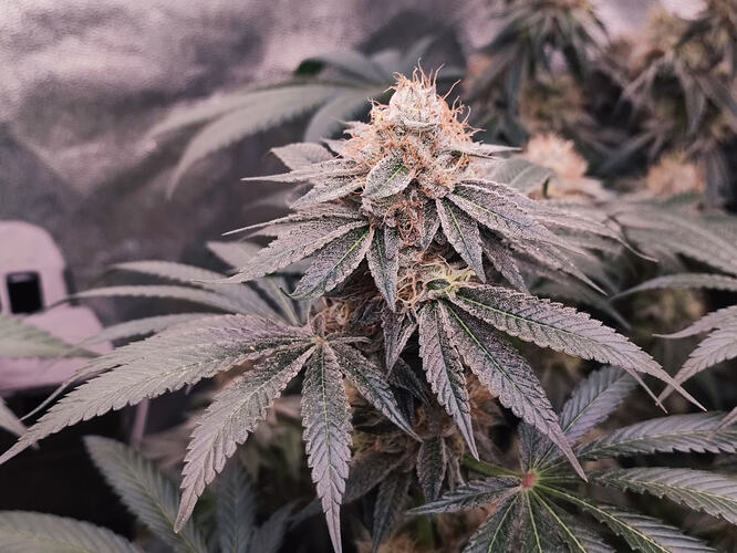 Growreport Bild 126