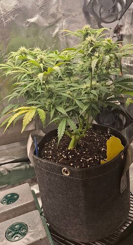 Growreport Bild 2