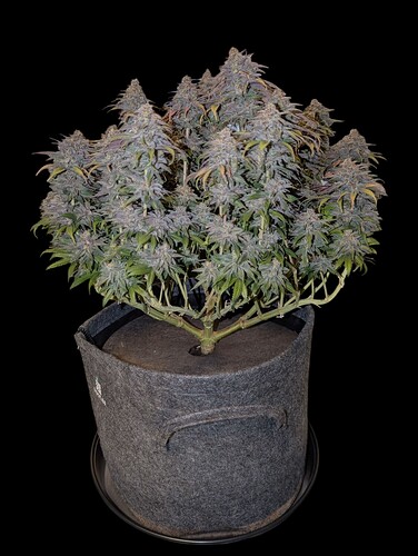 Growreport Bild 17