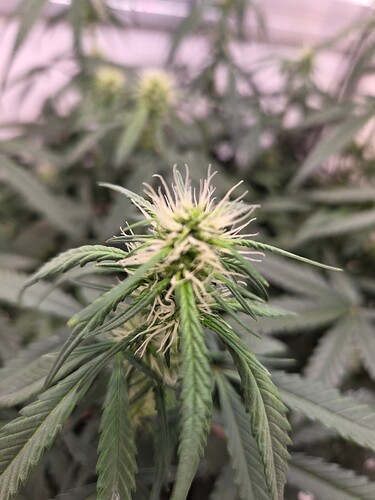 Growreport Bild 5
