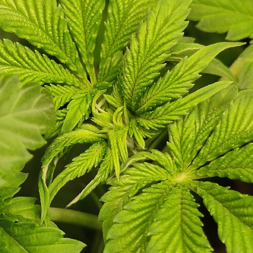 Growreport Bild 12