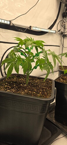Growreport Bild 29