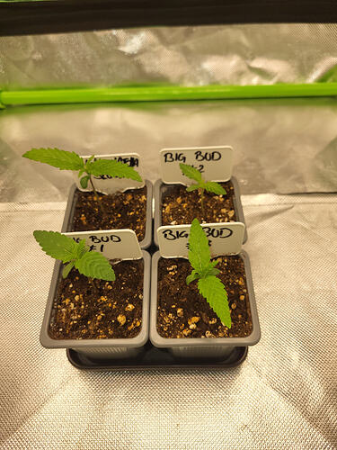 Growreport Bild 3