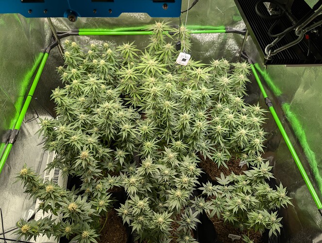 Growreport Bild 1