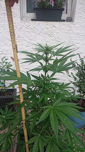 Growreport Bild 80