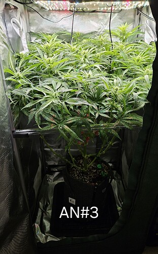 Growreport Bild 5