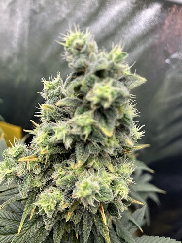 Growreport Bild 19