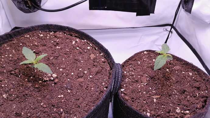 Growreport Bild 7