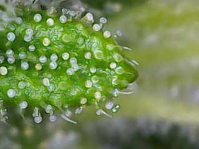 Image_2025-01-08 16_32_49_030