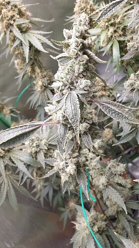 Growreport Bild 2