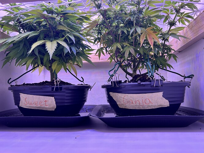 Zwei Cannabis-Pflanzen in schwarzen Töpfen, die mit Klebeband beschriftet sind, unter einem Netz in einem Schrank.