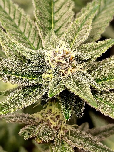 Growreport Bild 11