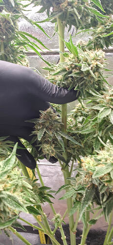 Growreport Bild 20