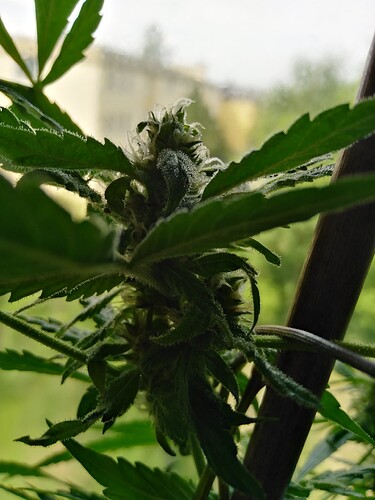 Growreport Bild 3