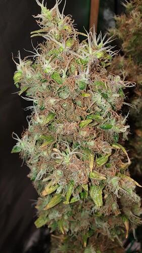 Growreport Bild 2