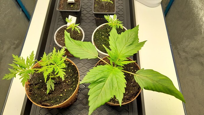 Growreport Bild 4
