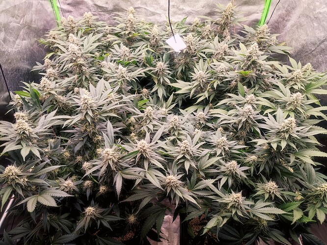 Growreport Bild 27