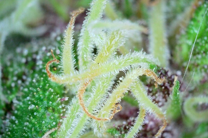 Grow25_1006_Trichome_BB1_4