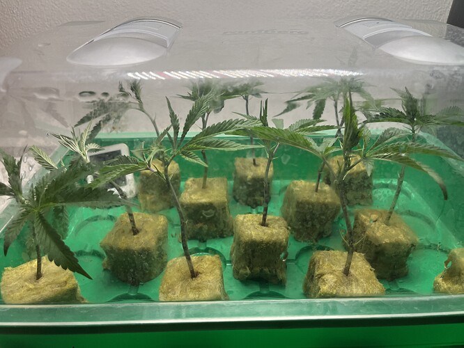 Growreport Bild 51