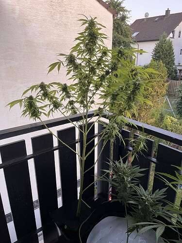 Zwei blühende Cannabispflanzen auf einem Balkon in fortgeschrittener Blütephase.