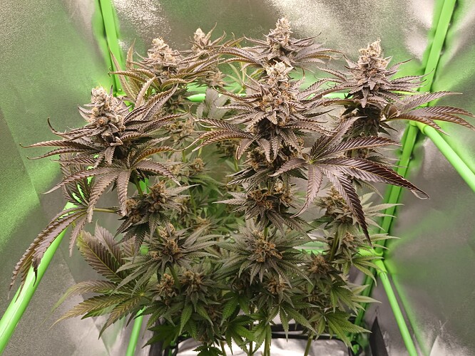 Growreport Bild 40