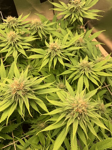 Growreport Bild 9